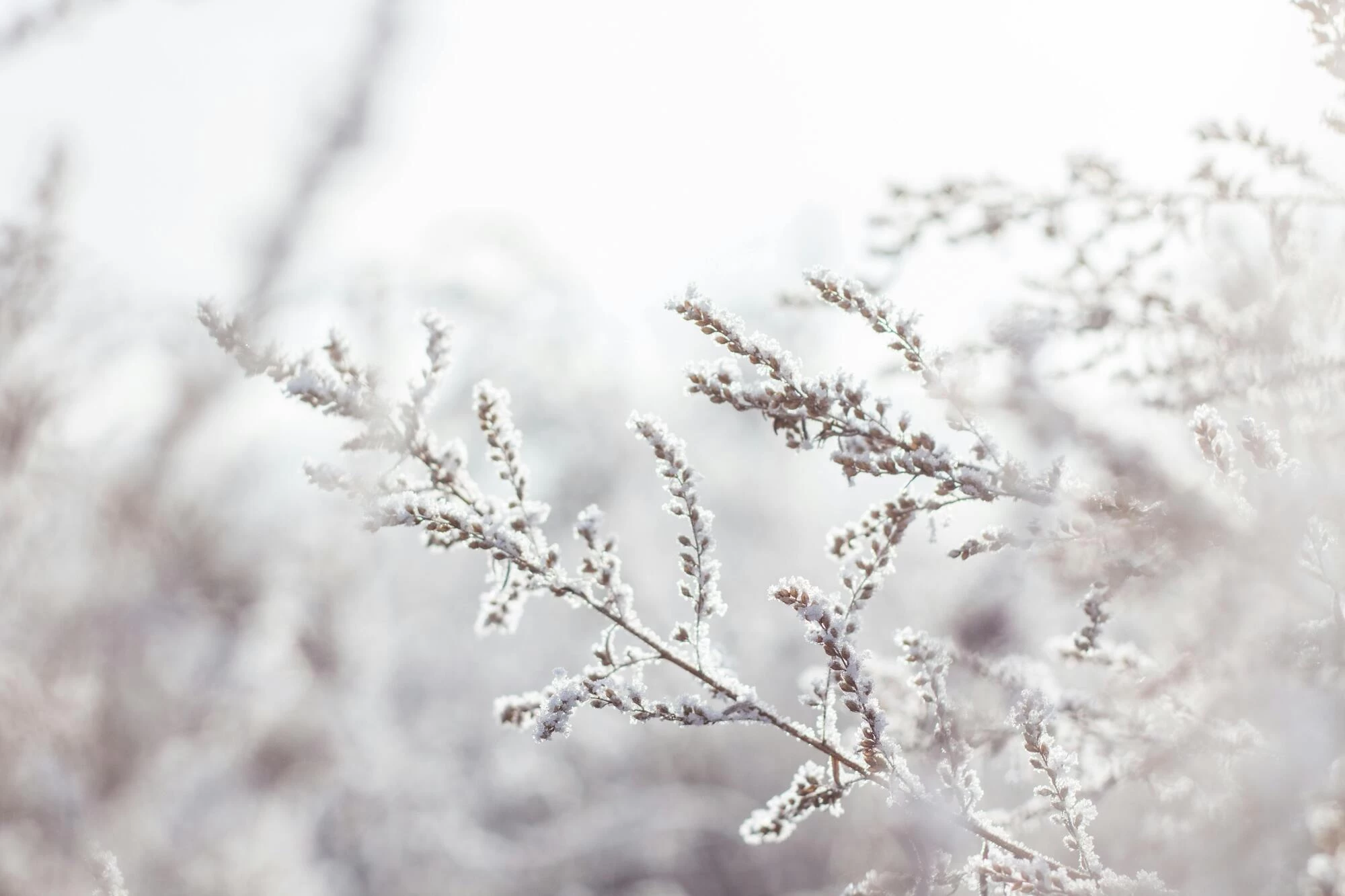 Winterkamperen Nederland